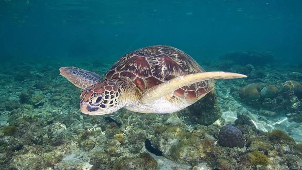 Endangered sea turtle swimming underwater.