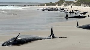 Mass whale stranding Australia