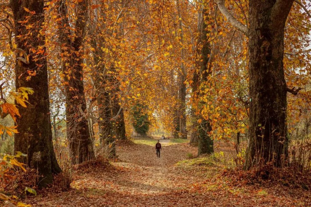 Chinar trees Kashmir geotagging in Srinagar